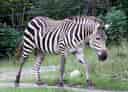 動物図鑑・グラントシマウマの写真 3
